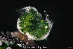 Algae shrimp by Kelvin H.y Tan 